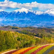 Japan’s Rising GCC Love Affair Goes North: Hokkaido Becomes the New Star of Summer